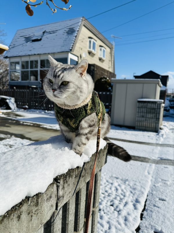 MY CASA｜札幌國際滑雪教練-全日5小時-訂金